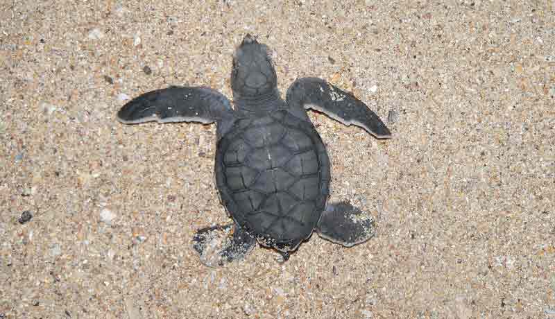 baby turtle on the beach of poilao natural park