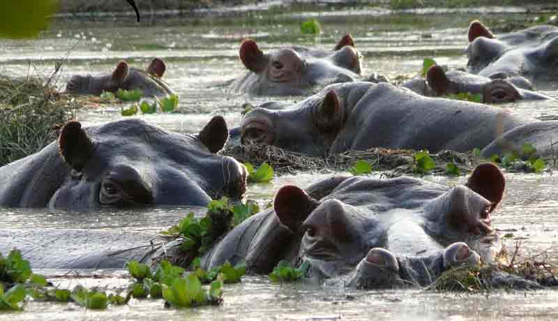 hippopotamus in orango natural park