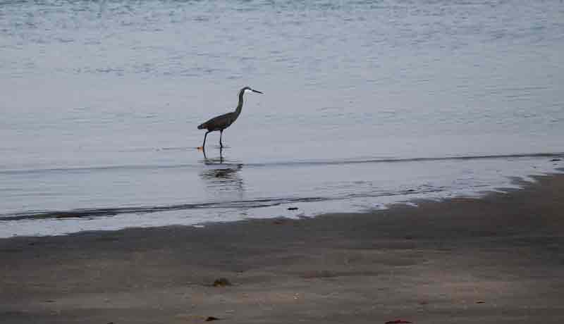 ibis,caspian terns, reef egrets, shorebirds