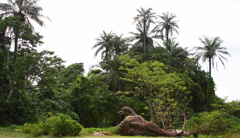  cantanhez park and its subhumid forest chimpanzee