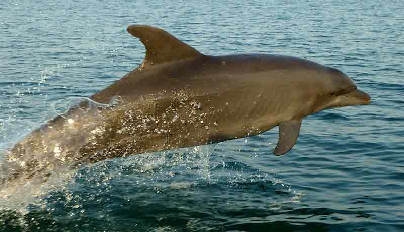 dolphin is swimming auround  bijagos island