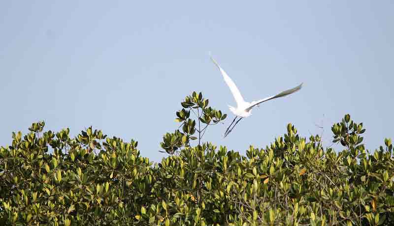 white aigret bird