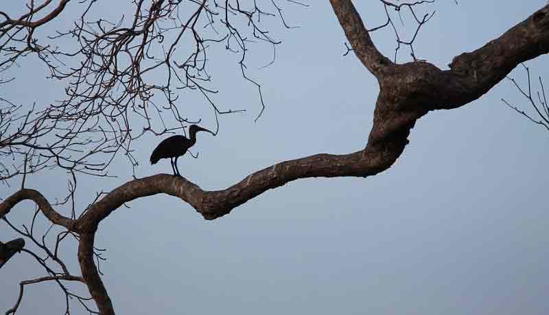 black ibis in Afrika kere