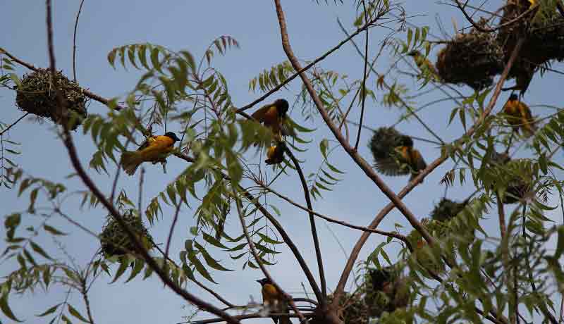 yellow birds in bijagos archipelago