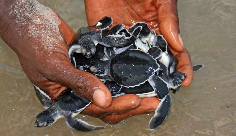 bebe tortue de l ile de poilao dans l'archipel des bijagos guinée bisau