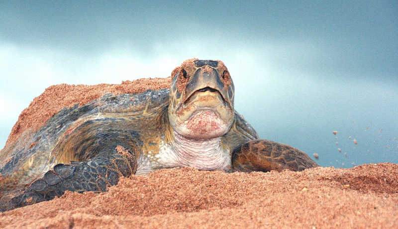 tortue marine ayant pondu sur la plage kere