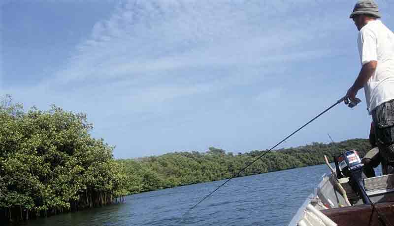mangrove wood fishing in the sea bijagos guinea bissau