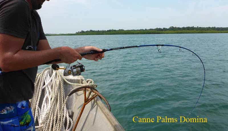 rod domina by palms to fish in bijagos on kere