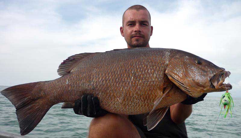 huge red snapper catched in bijagos near kere
