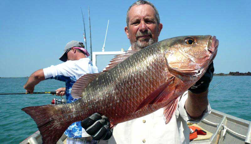 nice red snapper catched in guinée bissau