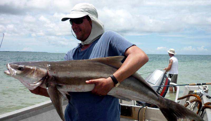 cobia a good fish for sportive fishing in bijagos
