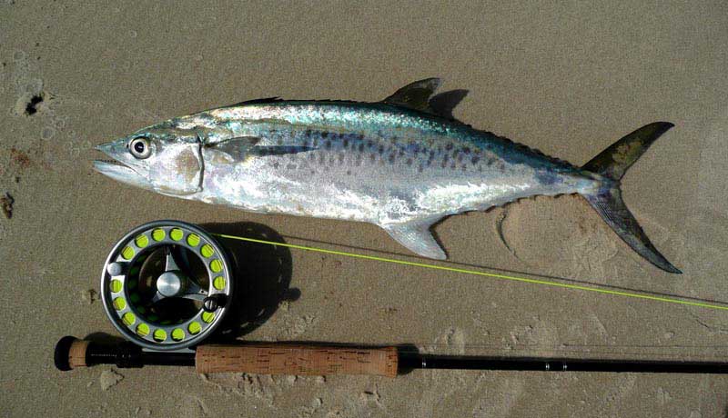 Leerfish/Garrick catched by fly fishing near kere bijagos