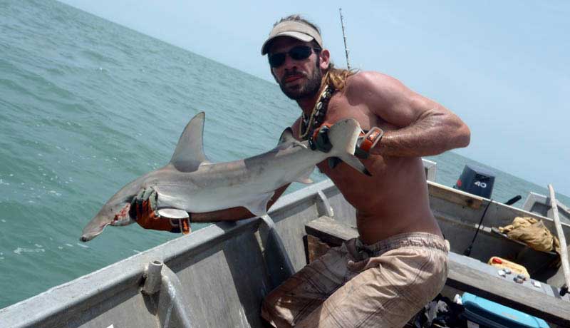 hammerhead shark's release in  bijagos