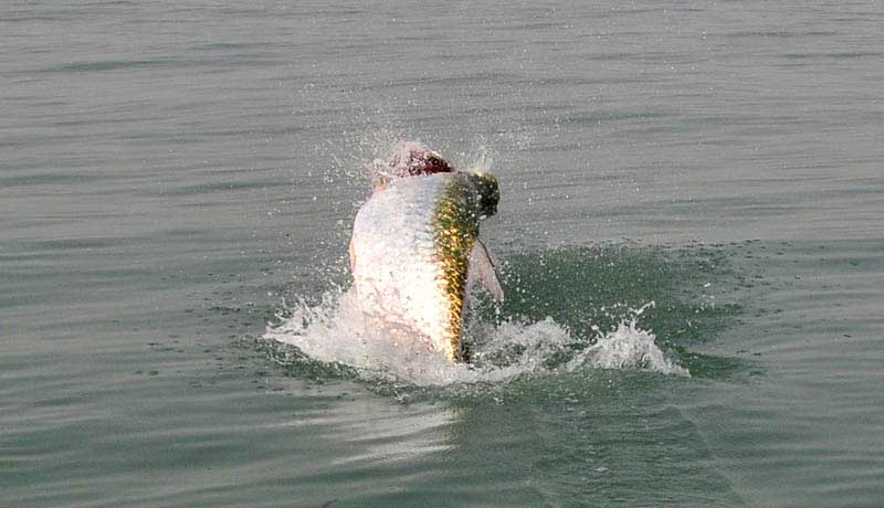 jump of tarpon during a fight in  bijagos guinea bissau