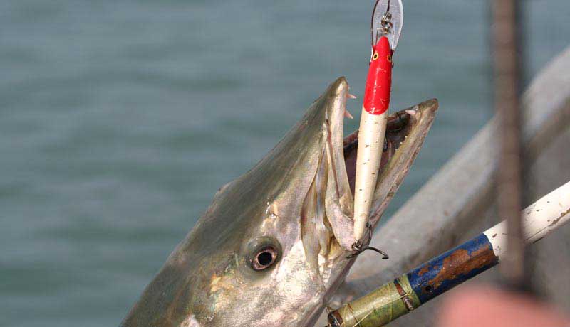 barracuda catched by trolling near kere bijagos