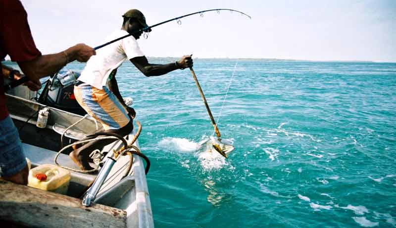 barracuda de guinée bissau pris a la traine aux bijagos