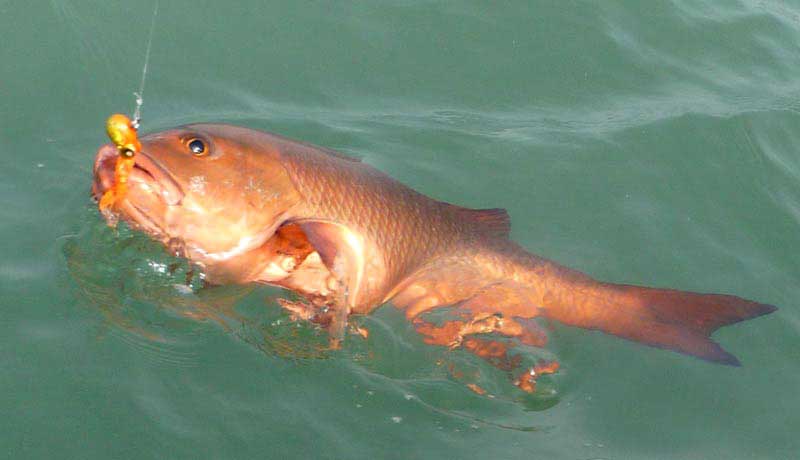 red snapper catched with madai jig  guinea bissau