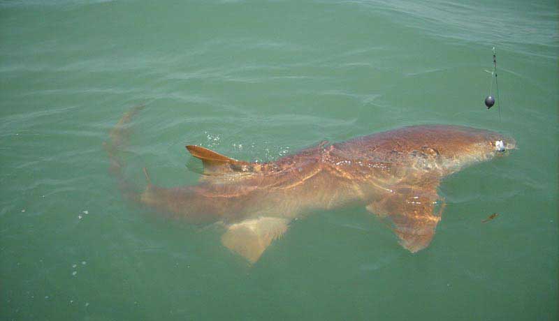 requin nourrice attrapé à la calée et aux appats naturel à Kere